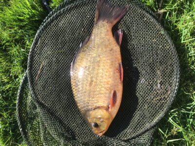 Crucian carp, 0.8 kg