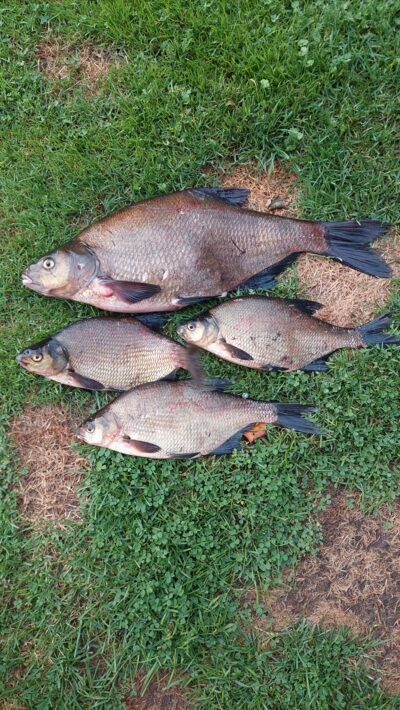 Carp bream, 3.3 kg