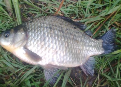 Prussian carp, 0.3 kg — Pakumulšių II-asis
