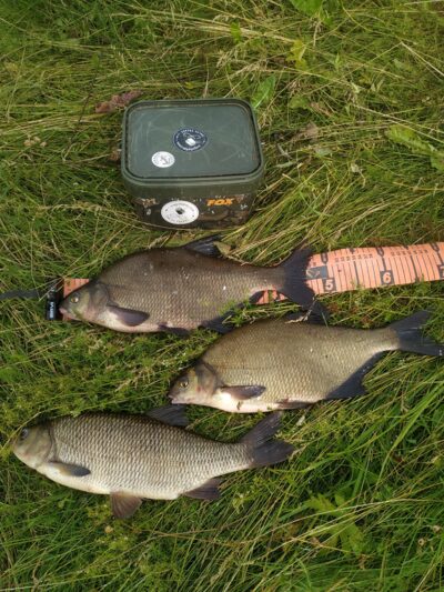 Carp bream — Mūša