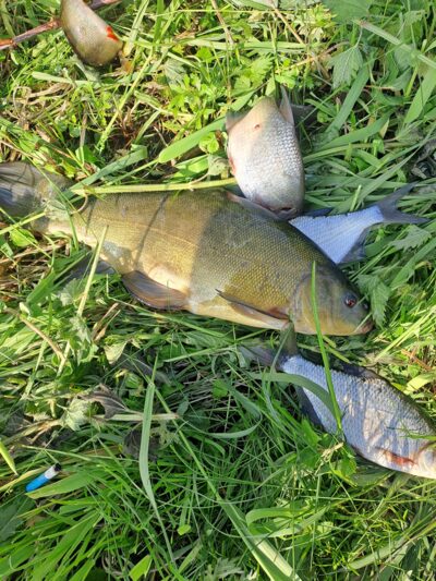 Tench — Bitežeris