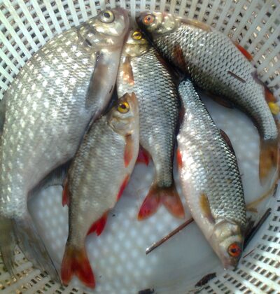 Carp bream — Pakumulšių II-asis