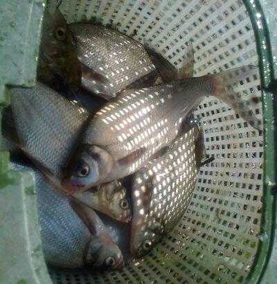 Silver Bream ×8 — Pakumulšių II-asis