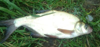 Silver Bream — Pakumulšių II-asis
