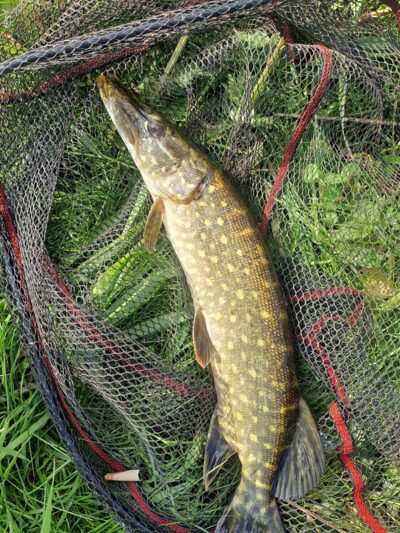 Northern Pike — Bitežeris