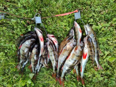 Eurasian perch ×10 — Sartai