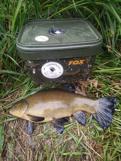 Tench, 1.4 kg — Lėvuo