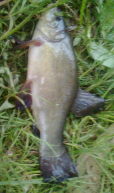 Tench — Pakumulšių I-asis