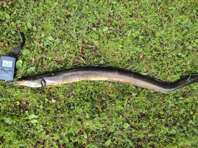 European eel, 0.6 kg — Sartai