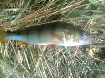 Eurasian perch ×2 — Pakumulšių I-asis