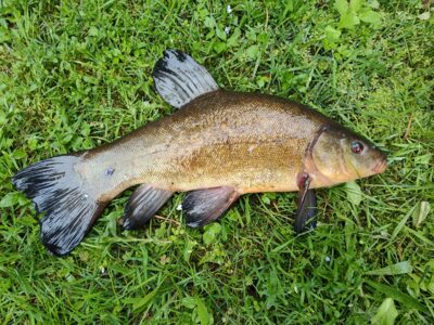 Tench — Zalvė