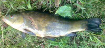 Tench, 1.2 kg — Pakumulšių I-asis
