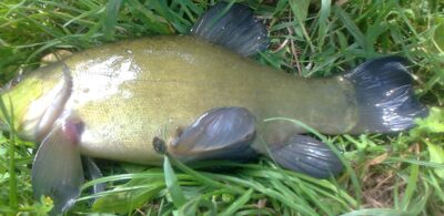 Tench — Pakumulšių I-asis