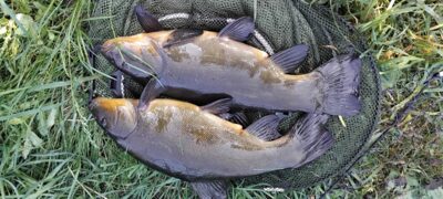 Tench ×2
