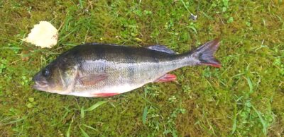 Eurasian perch, 0.6 kg — Sartai