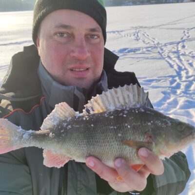 Eurasian perch, 0.7 kg — Luodis