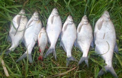 Carp bream ×6 — Pakumulšių II-asis