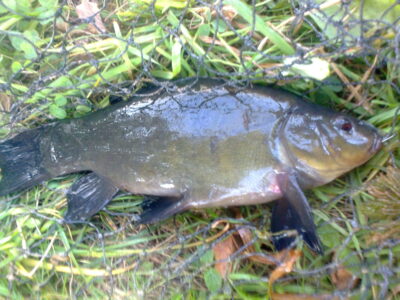 Tench, 0.6 kg — Pakumulšių I-asis