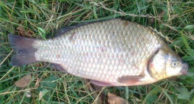 Prussian carp, 1.1 kg — Pakumulšių I-asis