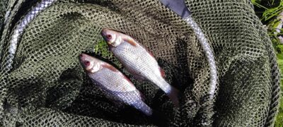 Roach ×2 — Apaščia