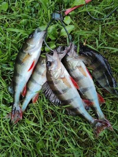 Eurasian perch ×5 — Sartai