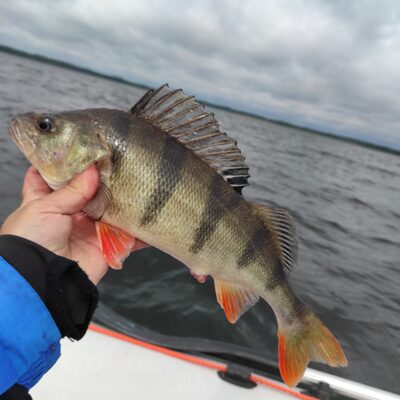 Eurasian perch, 0.7 kg — Drūkšiai