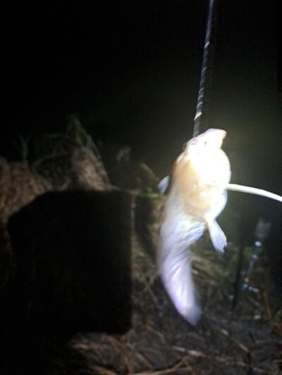 Wels catfish — Neman River