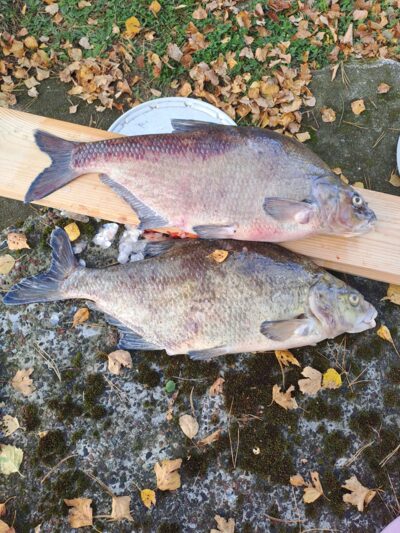 Carp bream ×2 — Neman River