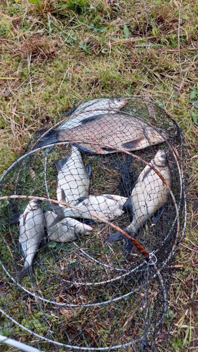 Carp bream — Stirniai