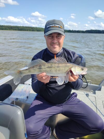 Pike perch — Kaunas reservoir