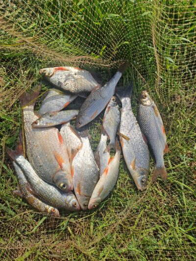 Silver Bream — Neman River