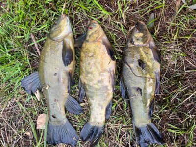 Tench ×3 — Didžiulis
