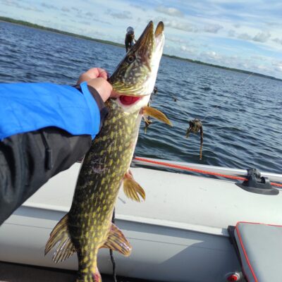 Northern Pike, 2.0 kg — Drūkšiai