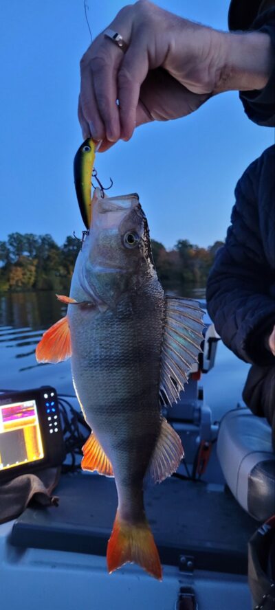 Eurasian perch