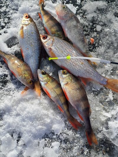 Eurasian perch ×5 — Naudvario