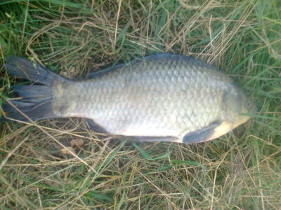 Prussian carp, 1.1 kg — Pakumulšių I-asis