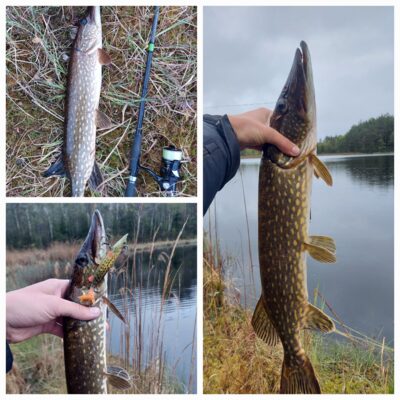 Northern Pike ×10