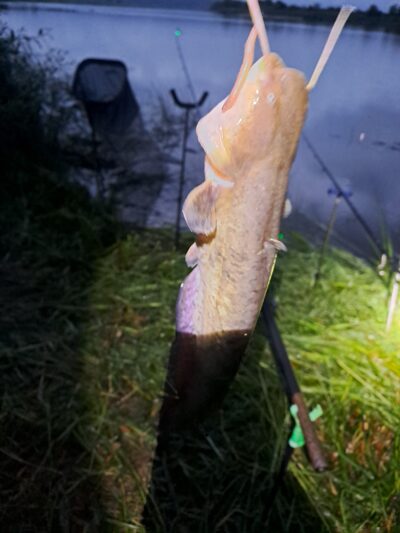 Wels catfish — Neman River