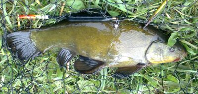 Tench, 0.8 kg — Pakumulšių I-asis