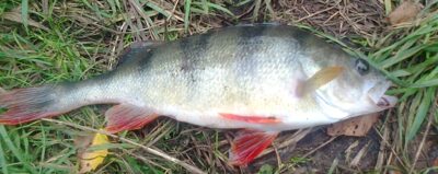 Eurasian perch, 0.6 kg — Pakumulšių II-asis