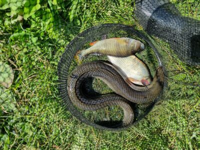 European eel, 1.5 kg — Dvariukų