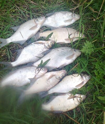 Carp bream ×9 — Pakumulšių II-asis