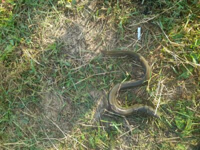 European eel
