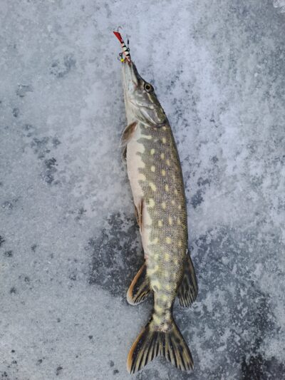 Northern Pike, 0.1 kg — Epušės