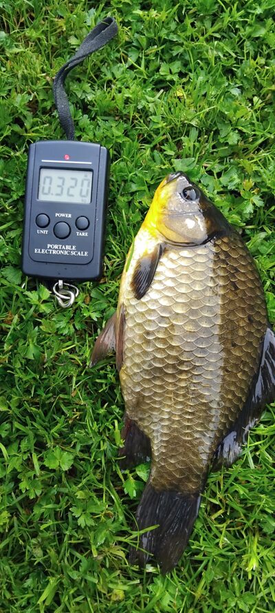 Prussian carp