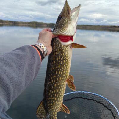 Northern Pike, 2.5 kg — Luodis