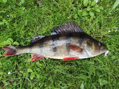 Eurasian perch — Sartai