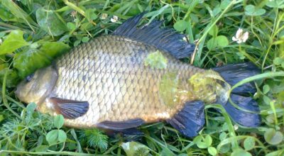 Crucian carp, 0.5 kg — Pakumulšių I-asis