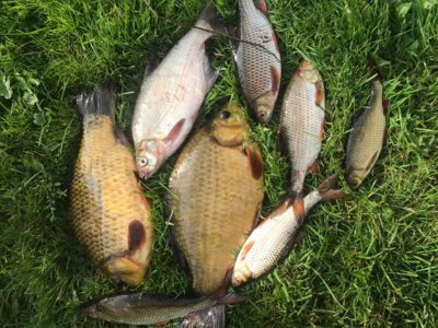 Crucian carp ×2