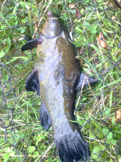 Tench, 0.8 kg — Pakumulšių I-asis